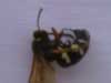 Dead cicada killer wasp