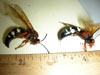 Dead Cicada Killer Wasps