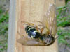 Cicada killer wasp in Townsend, MA