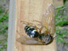 Dead Cicada Killer Wasp