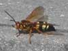 Cicada Killer Queen Anne's