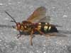 Sphecius speciosus in Stevensville, MD