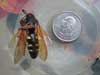 Dead cicada killer wasp.