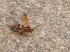 Cicada Killer Wasp in Stratford, Ct.