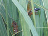 Hiding Cicada Killer Wasp