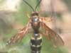 cicada killer wasp