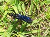 Great Black Wasp