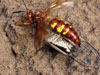 Sphecius convallis female with prey