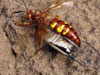 Sphecius convallis w/prey