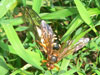 Cicada Killer with cicada prey