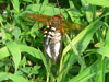 Cicada Killer with cicada prey