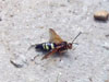 Male Cicada Killer Wasp