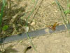 Adult cicada killer wasp and burrow.