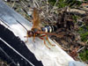 Cicada Killer Wasp