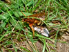 Cicada Killer and Prey