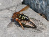 Cicada Killer and Prey