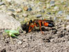 Great Golden Digger Wasp