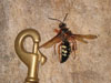 Dead Cicada Killer Wasp