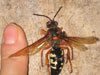 Dead Cicada Killer Wasp