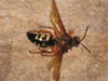 Dead Cicada Killer Wasp