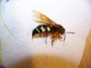 Dead Cicada Killer Wasp