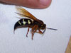 Dead Cicada Killer Wasp