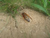 Cicada Killer wasp