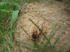 Cicada Killer wasp