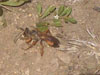 Great Golden Digger Wasp