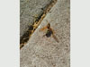 Unique morphology Cicada Killer