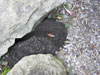 Cicada killer and burrow