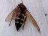 Dead Cicada Killer Wasp