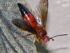 Sphecius hogardii from Longboat Key, FL