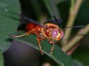 Sphecius hogardii