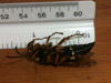 Cicada Killer from Little Elm, TX