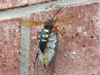 Cicada Killer with prey