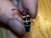 Sphecius speciosus from Dardenne Prairie, MO