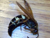 Sphecius speciosus