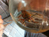 Cicada Killers in Burlington Ma.