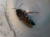 Sphecius speciosus