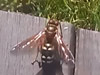 Cicada Killer wasp in Acton, MA