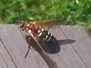 Eastern Sphecius wasp