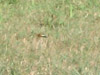 Eastern Sphecius wasp flying