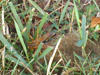 Eastern Sphecius wasp flying