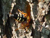 Cicada Killer wasp in Fort Dodge, IA