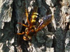 Cicada Killer wasp in Fort Dodge, IA