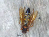 Cicada Killer wasp in Bridgeport, CT