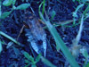 Cicada Killer with Tibicen prey