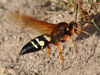 Sphecius speciosus in Nashua, NH