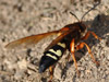 Sphecius speciosus in Nashua, NH